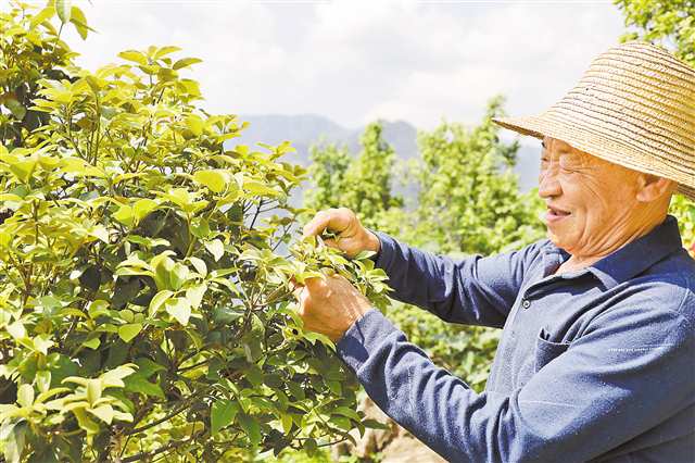 重庆美丽乡村的生态转型答卷——污水变清流 松林飘茶香 湿地成景区
