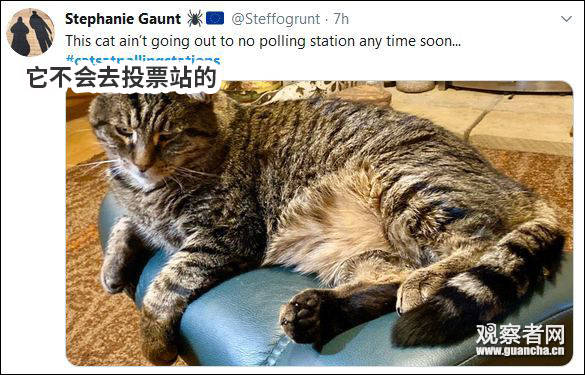 “猫狗大战”才是英国大选的正确打开方式哈哈哈