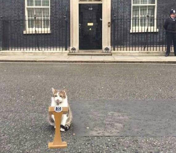 “猫狗大战”才是英国大选的正确打开方式哈哈哈