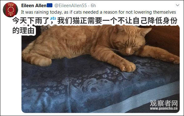 “猫狗大战”才是英国大选的正确打开方式哈哈哈